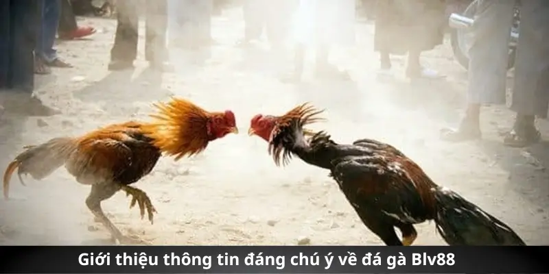 Tóm gọn sơ lược về sảnh chọi kê hàng đầu