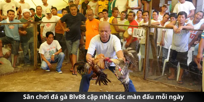 Sân chơi đá gà Blv88 cập nhật các màn đấu mỗi ngày