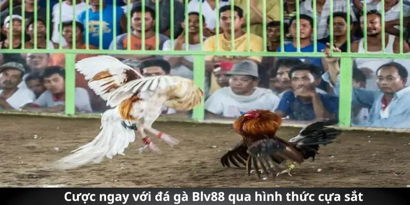 Cược ngay với đá gà Blv88 qua hình thức cựa sắt