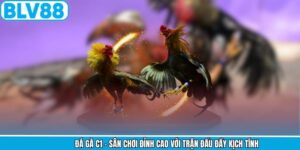 Đá Gà C1 - Sân Chơi Đỉnh Cao Với Trận Đấu Đầy Kịch Tính