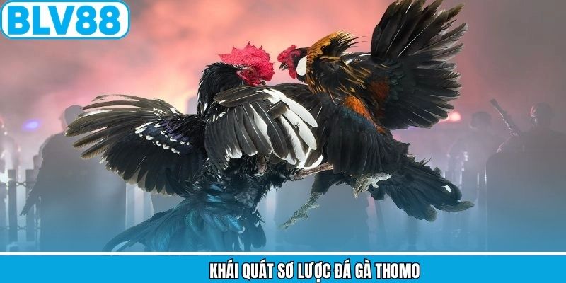 Khái quát sơ lược đá gà Thomo