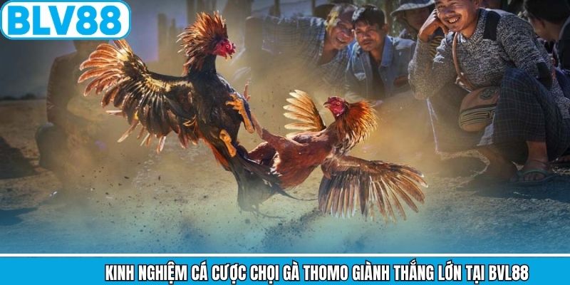 Kinh nghiệm cá cược chọi gà Thomo giành thắng lớn tại BVL88